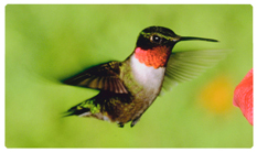 DNSEMP-C-027 Humming Bird 1